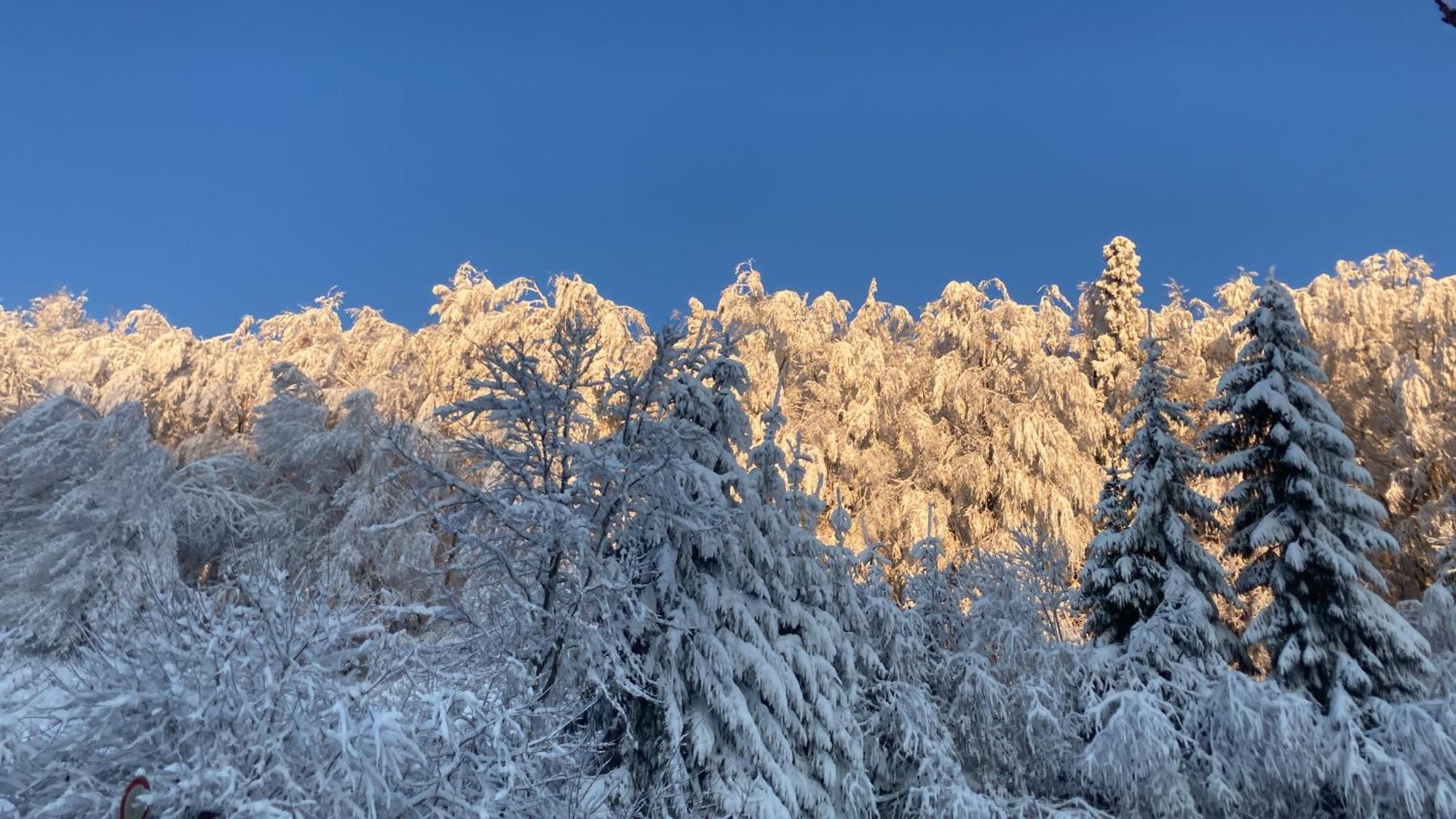 Hotel Zum Forsthaus Willingen  Dış mekan fotoğraf